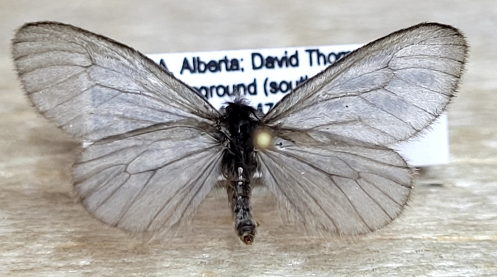 Hyaloscotes pithopoera