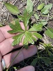 Callirhoe alcaeoides