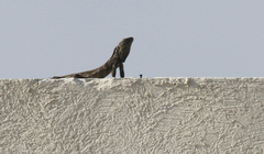 Ctenosaura hemilopha