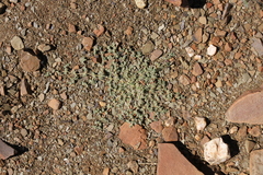 Trianthema parvifolia