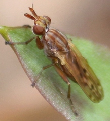 Elgiva solicita