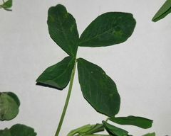 Trifolieae