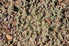 Trianthema parvifolia