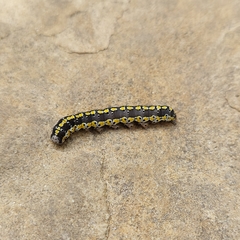 Sympistis perscripta