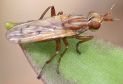 Elgiva solicita