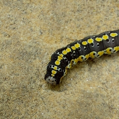 Sympistis perscripta