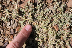 Trianthema parvifolia