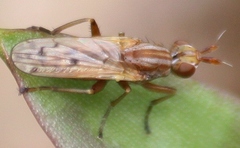 Elgiva solicita