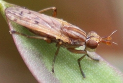 Elgiva solicita