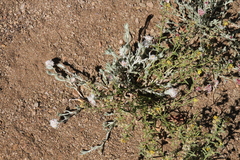 Helichrysum candolleanum