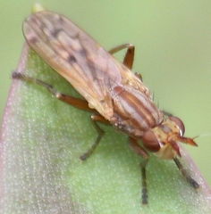 Elgiva solicita