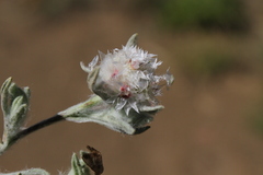 Helichrysum candolleanum