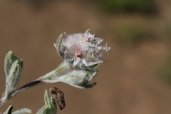 Helichrysum candolleanum