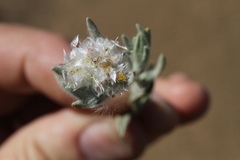 Helichrysum candolleanum