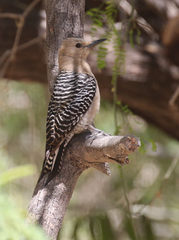 Melanerpes uropygialis