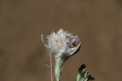 Helichrysum candolleanum