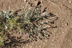 Helichrysum candolleanum