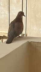 Streptopelia senegalensis