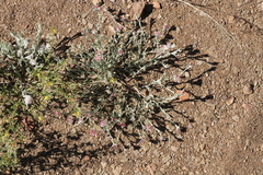 Helichrysum candolleanum