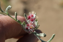 Helichrysum candolleanum