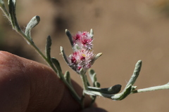 Helichrysum candolleanum