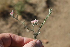 Helichrysum candolleanum
