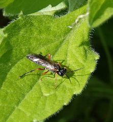 Tenthredo atra