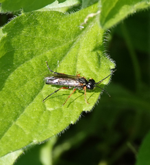 Tenthredo atra