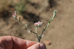 Helichrysum candolleanum
