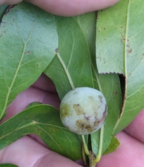 Amphibolips quercusracemaria