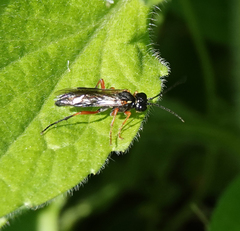 Tenthredo atra