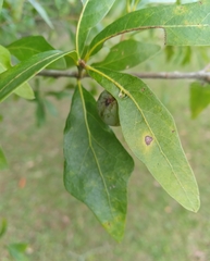 Amphibolips quercusracemaria