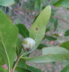 Amphibolips quercusracemaria