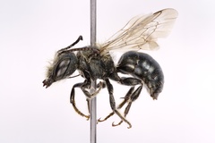 Osmia distincta