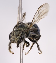 Osmia distincta