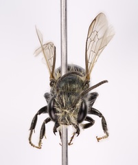 Osmia distincta