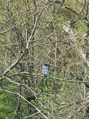 Cyanocitta cristata