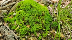 Didymodon torquatus