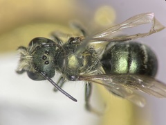 Osmia distincta