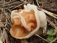 Gyromitra fastigiata