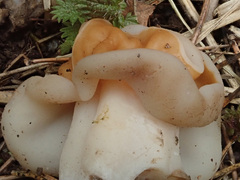 Gyromitra fastigiata