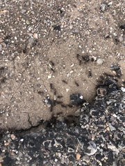 Pogonomyrmex rugosus