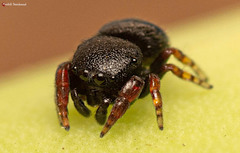 Xuriella