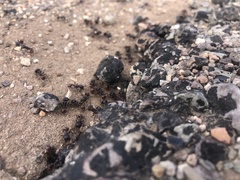 Pogonomyrmex rugosus
