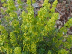 Cruciata taurica