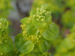 Cruciata taurica