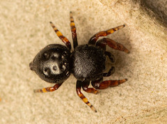 Xuriella