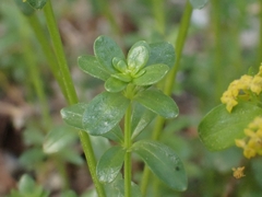 Cruciata taurica