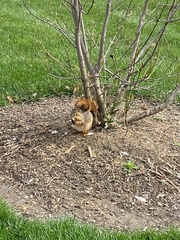 Sciurus niger