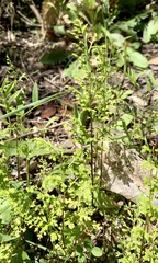 Anogramma leptophylla